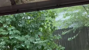 Backdrop to the movie "Drizzle of the Rain" #460275