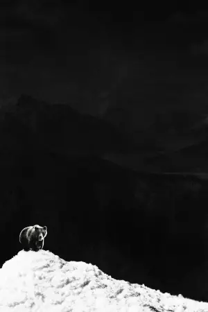 Poster to the movie "Cocaine Bear" #718959