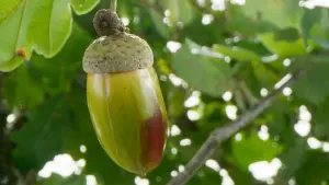 Backdrop to the movie "Heart of Oak" #198325