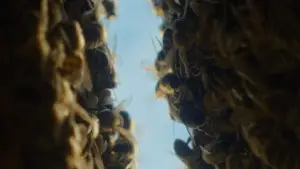 Backdrop to the movie "The Quiet Beekeeper" #691037