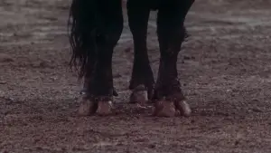 Backdrop to the movie "Afternoons of Solitude" #675258