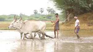 Backdrop to the movie "Bison Kaalamaadan" #786358