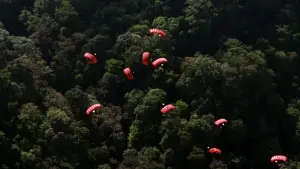 Backdrop to the movie "Congo" #701586