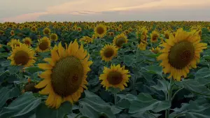 Backdrop to the movie "The Tree of Life" #723965