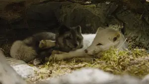 Backdrop to the movie "Kina & Yuk : renards de la banquise" #757768