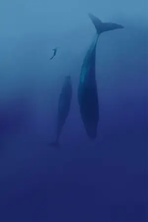 Poster to the movie "Freediver" #791627