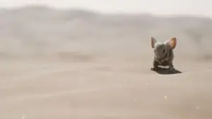 Backdrop to the movie "Dune: Part Two" #529072