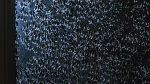 Backdrop to the movie "Phenomena" #262605