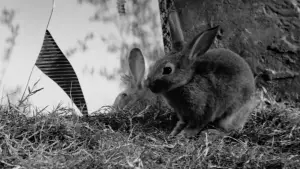Backdrop to the movie "The Outsiders" #648875