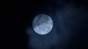 Backdrop to the movie "Predator" #559781