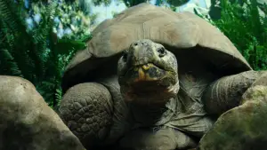 Backdrop to the movie "Teenage Mutant Ninja Turtles: Out of the Shadows" #840811
