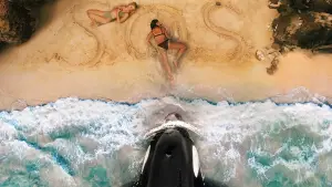 Backdrop to the movie "Killer Whale" #509943