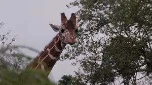 Backdrop to the movie "Ace Ventura: When Nature Calls" #808884