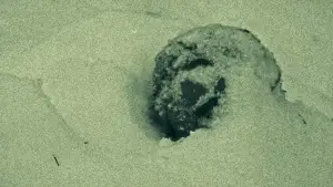 Backdrop to the movie "Tommy The Smoker" #774193