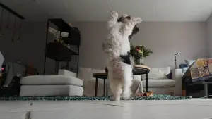 Backdrop to the movie "Wanneer baasje van huis is, danst Fenna op tafel" #452441