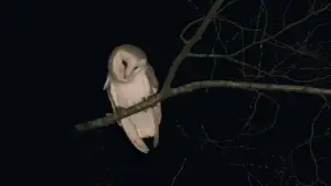 Backdrop to the movie "La Chimera" #717764