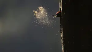 Backdrop to the movie "Whispers in the Woods" #534635