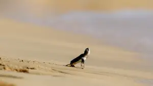 Backdrop to the movie "Horizon Saudi Arabia" #793474