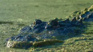 Backdrop to the movie "Lake Jesup: Bonecrusher