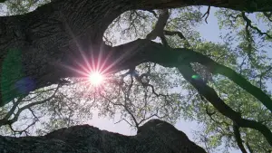 Backdrop to the movie "The Tree of Life" #723971