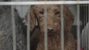 Backdrop to the movie "Dogspiracy" #800884