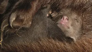 Backdrop to the movie "Bears" #471336