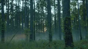 Backdrop to the movie "Rebel Ridge" #593205