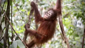 Backdrop to the movie "Orang Utans - Keepers of the Jungle" #922232