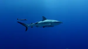 Backdrop to the movie "Horizon Saudi Arabia" #793414