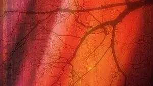 Watch film Dark Forest | Dark Forest - Full Trailer