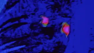 Backdrop to the movie "Predator" #559758