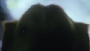 Backdrop to the movie "Good Boy" #517229