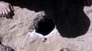 Backdrop to the movie "Infested" #190657