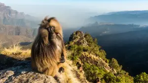 Backdrop to the movie "Le royaume des nuages" #800284
