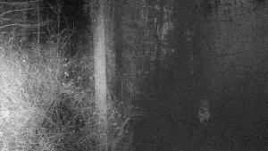 Backdrop to the movie "Center" #449269