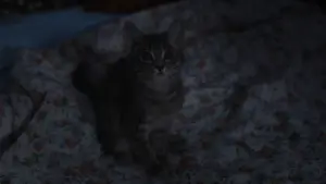 Backdrop to the movie "Sorry, Baby" #762654