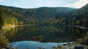 Backdrop to the movie "The Bare Necessity" #705210