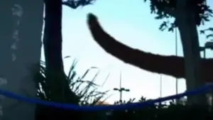 Watch film Monster | Monster Trailer 2008