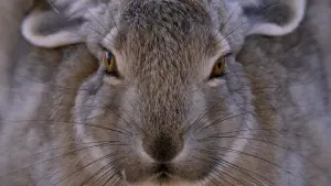 Backdrop to the movie "The Velvet Queen" #390747