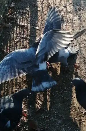 Poster to the movie "I Saw Mockingbirds laughing under the sun of Valence" #543642