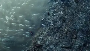 Backdrop to the movie "Poor Things" #584084