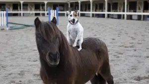 Backdrop to the movie "Adventures of Dally and Spanky" #798939