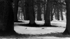 Backdrop to the movie "Persona" #705353