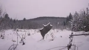 Backdrop to the movie "Wild Feast" #444887