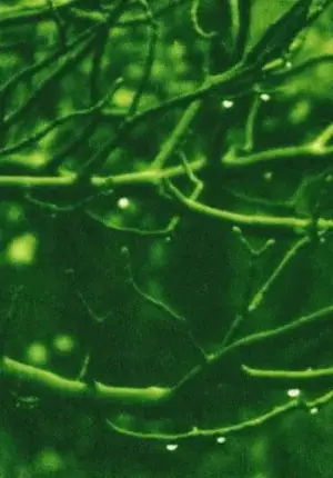 Poster to the movie "Aerial" #742750