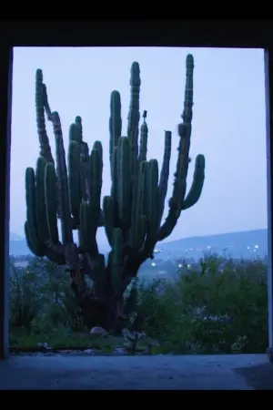 Poster to the movie "Night of the Coyotes" #366632