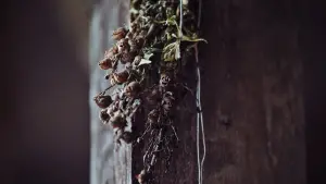 Backdrop to the movie "The Wailing" #223979