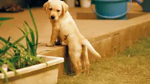 Backdrop to the movie "Quill: The Life of a Guide Dog" #764480