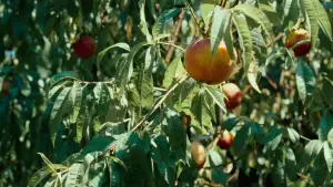 Backdrop to the movie "Call Me by Your Name" #596021