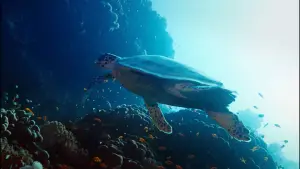 Backdrop to the movie "Horizon Saudi Arabia" #793419